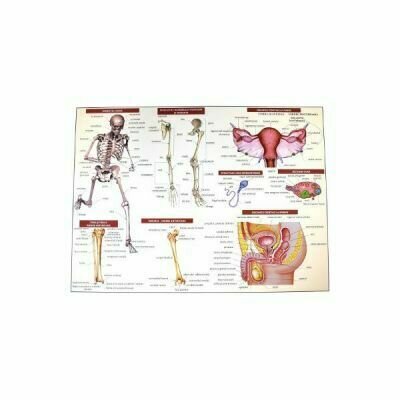Plansa Anatomia Omulu 2